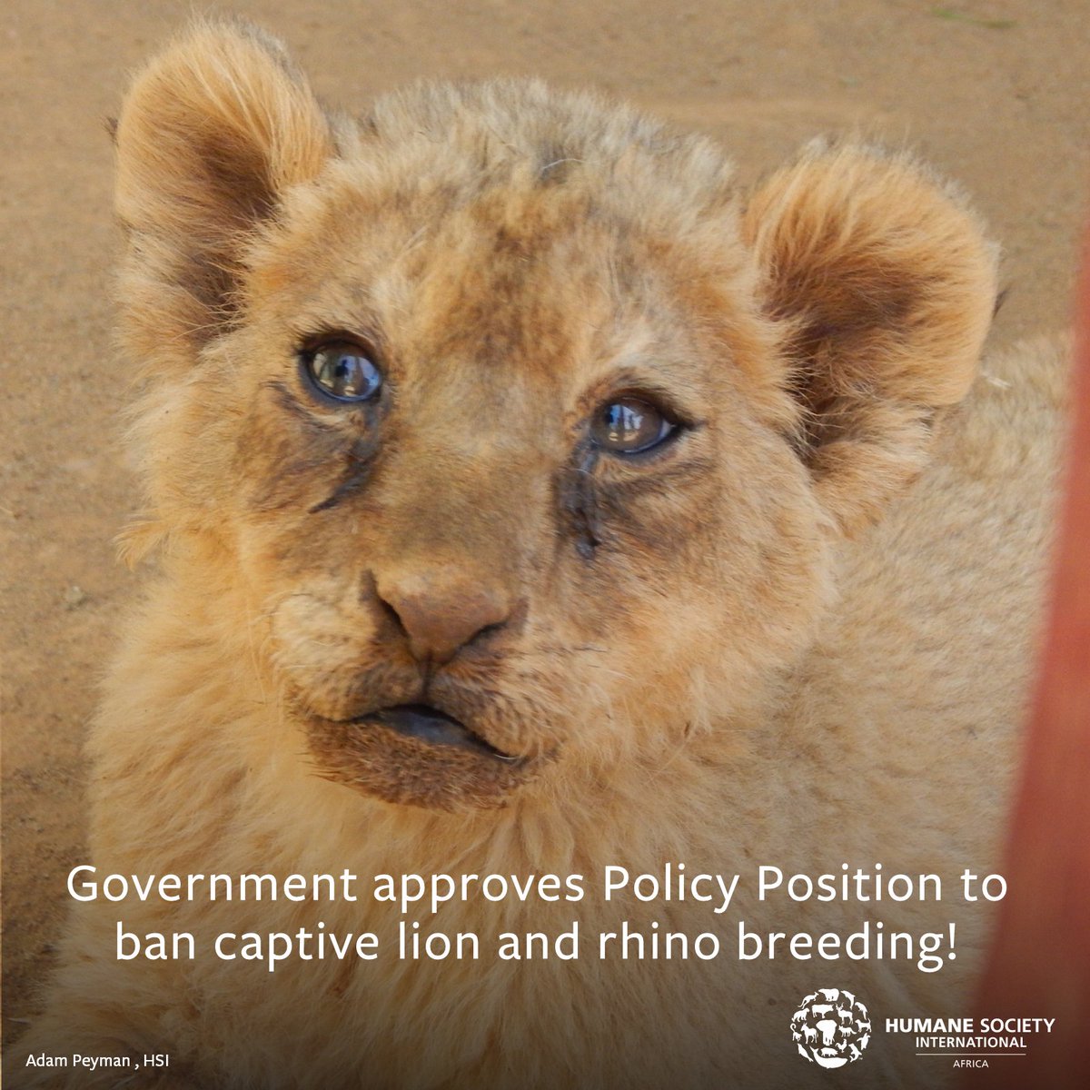 humaneworldsa's tweet photo. 🚨BREAKING! @environmentza approves Policy Position to end the captive breeding and exploitation of lions &amp; rhinos! We applaud Minister @BarbaraCreecy_ and the Cabinet for their dedication to reform and close these industries! #EndCannedHunting 🦁🦏 Read: https://t.co/bnwJunohlI https://t.co/PkSioLUlUY