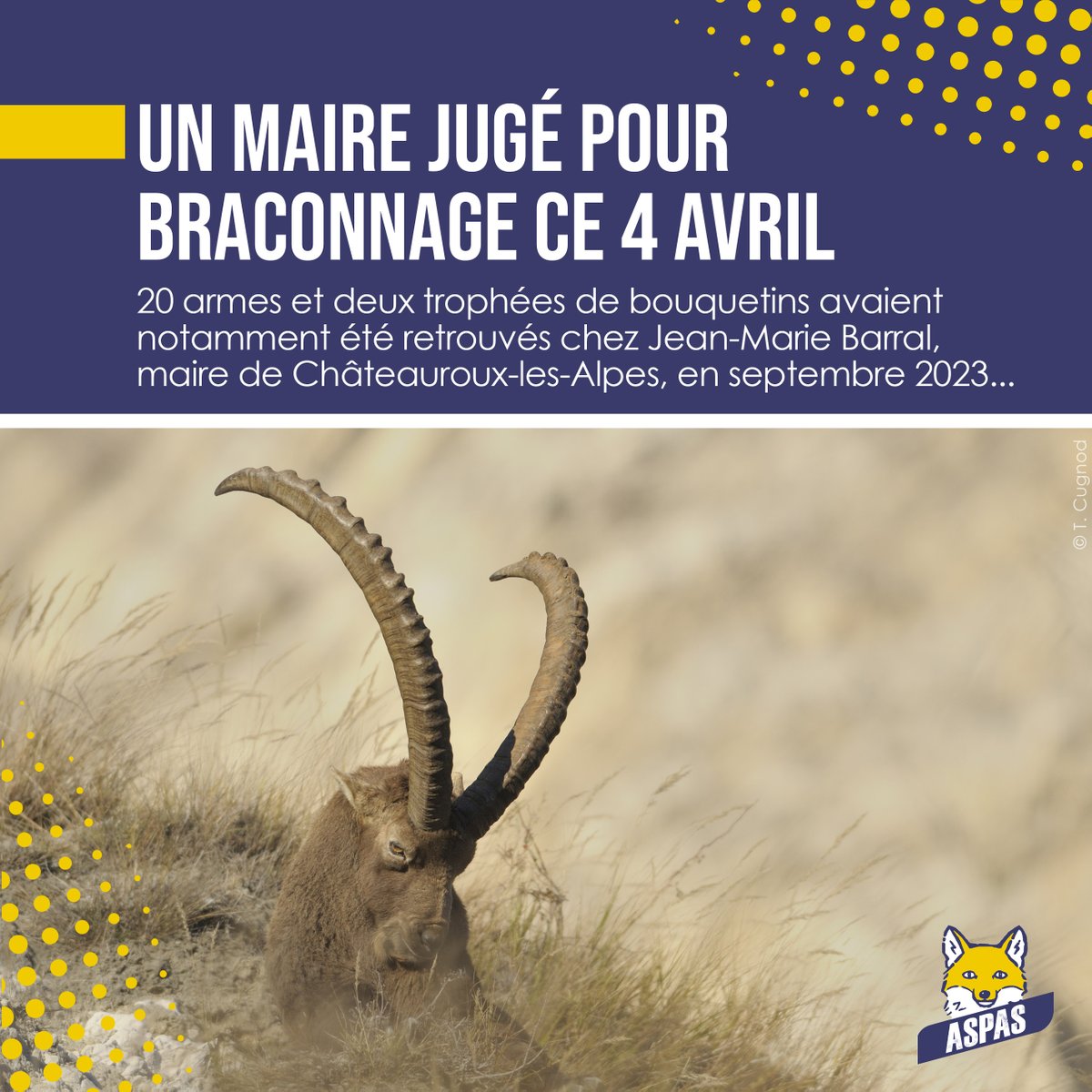 7 congélateurs pleins de viande (chamois, mouflon, cerf, chevreuil, sanglier), 20 armes de différents calibres... et deux trophées de bouquetins des Alpes (espèce protégée !). @ASPASnature est partie civile dans cette affaire de gros #braconnage jugée ce jeudi à Gap 💪