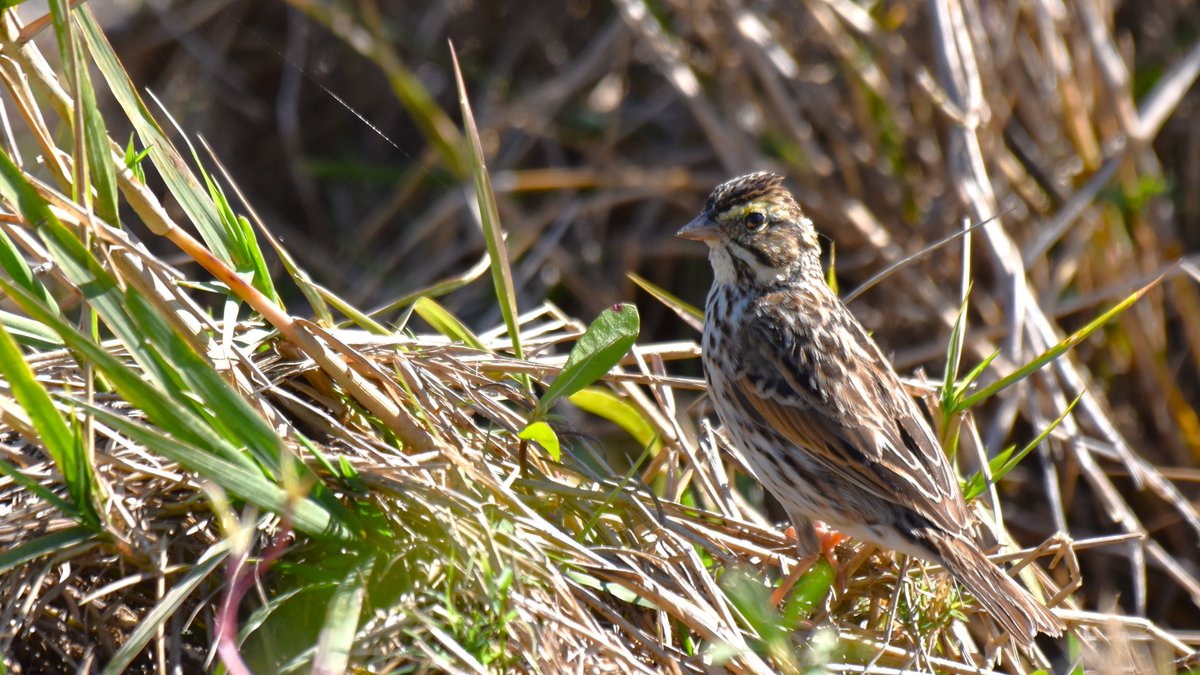 In #wetlands east of #Orlando, a Savannah Sparrow! That yellow spot near the eye is a good ID key for these cute #birds, who are cool season visitors to #Florida, returning north right around now to their breeding grounds. #ThePhotoHour #nature #birdwatching #birdphotography