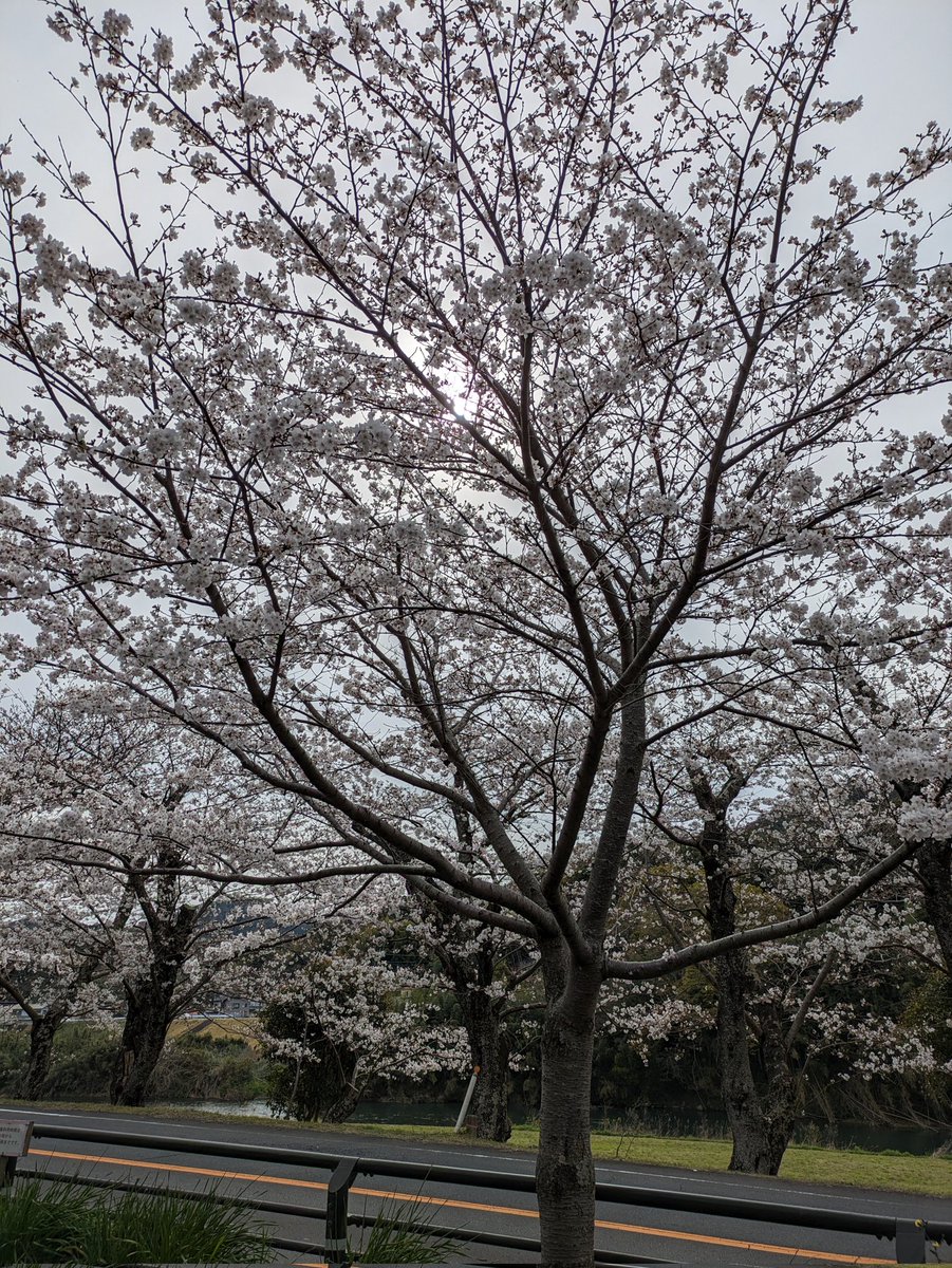 Kaoru_Woo's tweet photo. 家からわりと近くにある“狩野川さくら公園”の桜が今年も綺麗☺️
何も無いところなのに、観光バスが来ててビックリ！まだ満開ではないからまた見に行きたいなぁ～💞
#狩野川さくら公園
#桜
#ソメイヨシノ
#堤防
#梅も咲いてた
#静岡県
#伊豆の国市 https://t.co/kF5DKn83G8