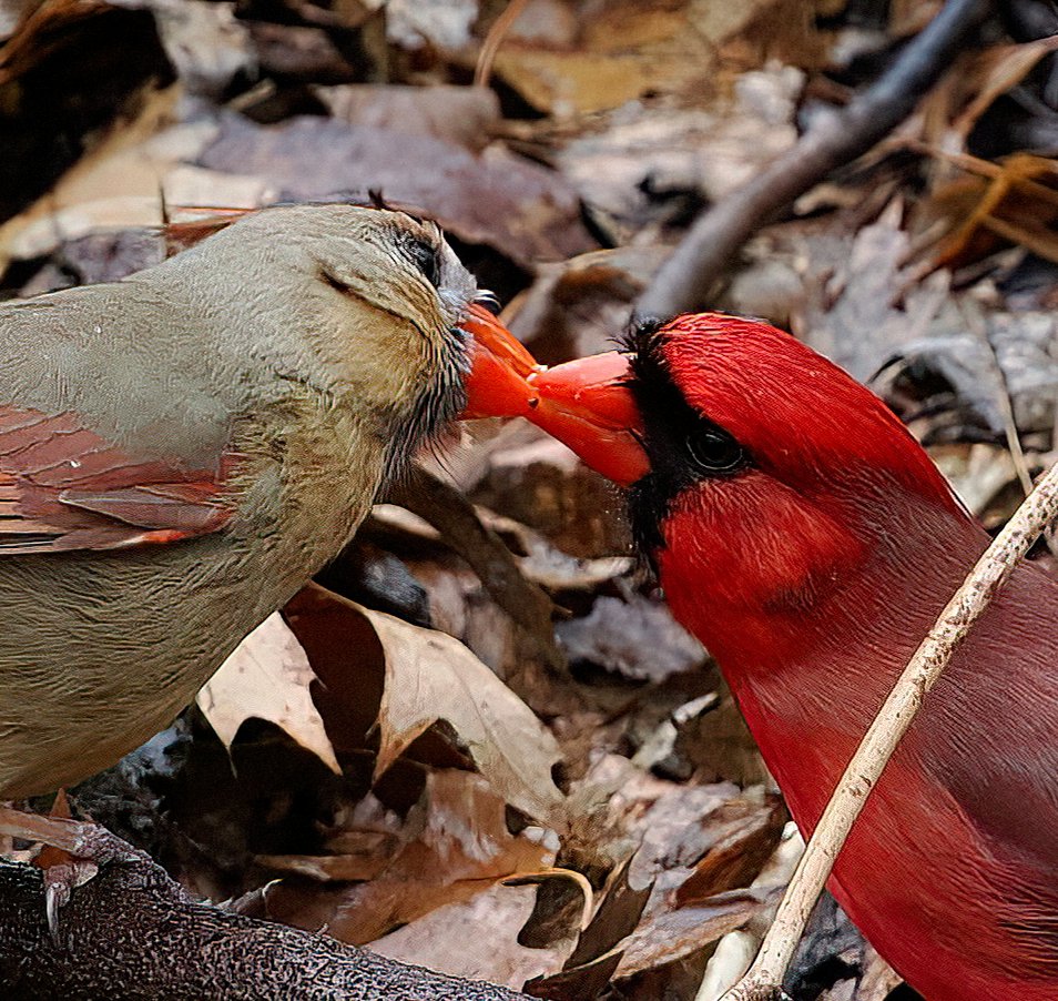 Captured a romantic moment between these Northern Cardinals in Central Park this morning. This is a sign of affection you generally only see during courtship. 💕💕💕#cardinals #centralpark #birdcpp