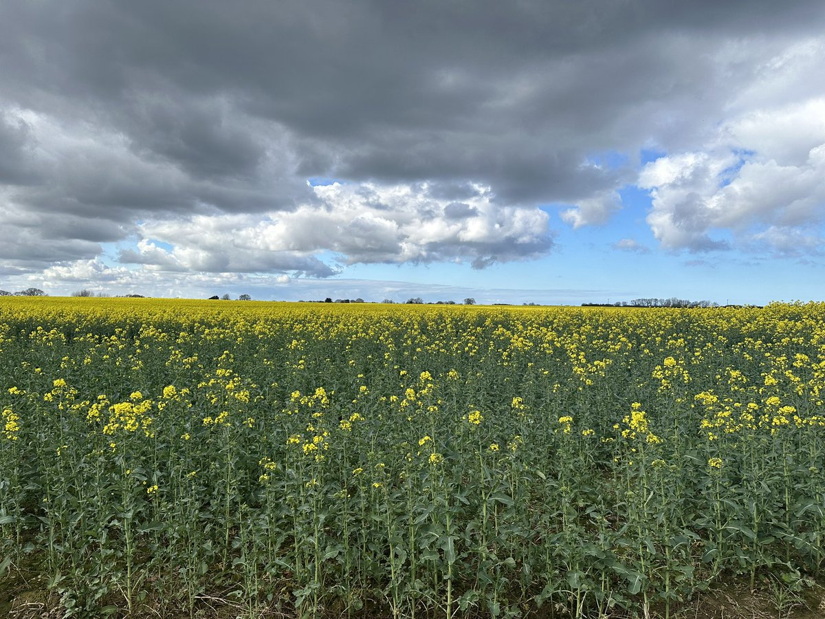 kcwcw's tweet photo. @ChrisPage90 just had to stop and take in the beauty … the clouds had me mesmerised - my term “lots of fluffy ones “ Baconsthorpe 
Pictures by madmumof3 Kerry https://t.co/RneCzzcbmO