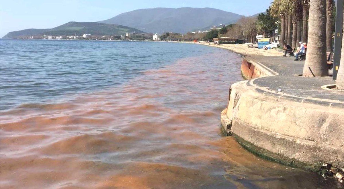 Marmara Denizi Alarm Veriyor - Balıkesir Yenigün Haber Prof. Dr. Mustafa Sarı, Marmara Denizi’ndeki renk değişimi ile ilgili durumunun deniz suyu sıcaklıklarına bağlı olarak çoğalan algler ile ilgili olduğunu belirtti. @bandirmauni @mustafasari_van balikesiryenigun.com.tr/2024/04/02/mar…