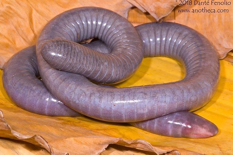 This West African caecilian (Herpele squalostoma) is known as the 'Congo Caecilian.' Caecilians (gymnophiona) are the third group of living amphibians alongside frogs and toads (anura) as well as newts and salamanders (caudata).
