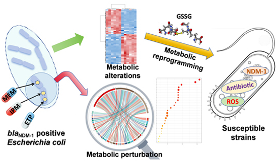 Oxidized #glutathione reverts #CarbapenemResistance in blaNDM-1-carrying Escherichia coli. By D. Ye, J. Shen, X. Xia at University Beijing China ➡️doi.org/10.1038/s44321…