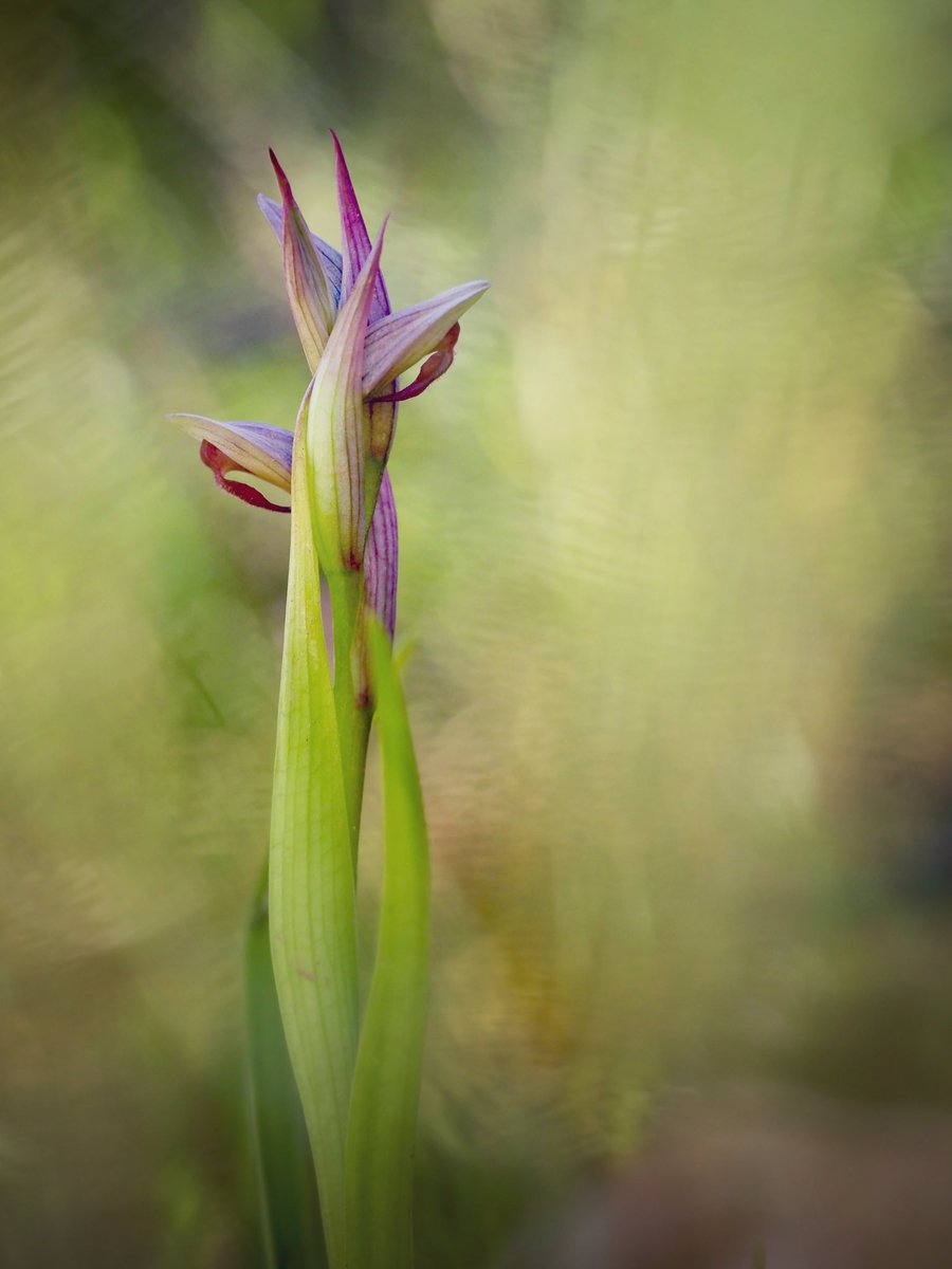 “La salvació de l'home rau en la capacitat de despertar a la bellesa de la Natura”. Edward Abbey. 

Serapias parviflora Parl. (gallets) 02.04.2024  #orquídies #orquideas #orchids #Menorca #BalearsNatura #MenorcaBiosfera #biodiversity #biodiversitat
