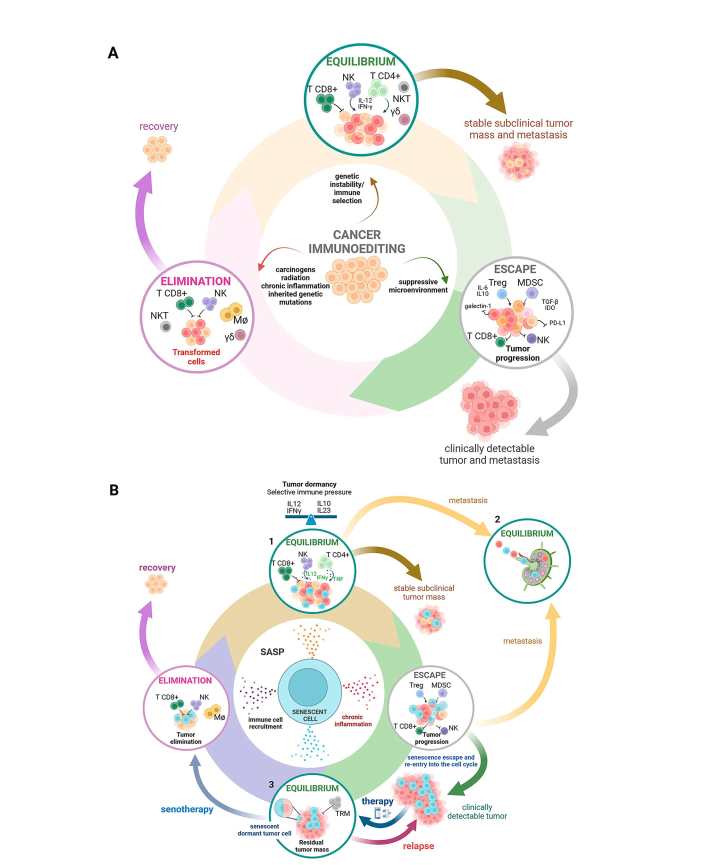 MarcoCippitelli's tweet photo. The senescence journey in cancer immunoediting.
Zingoni et. al. 2024 Molecular Cancer - https://t.co/Yl2ia4dW7Q https://t.co/m4Kt7Exp35
