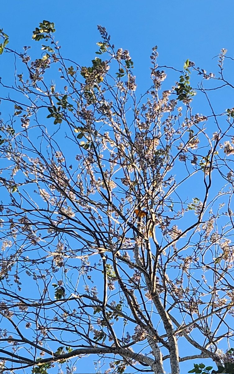 Buenos días,  les dejo una foto de un árbol de Jabín🙂