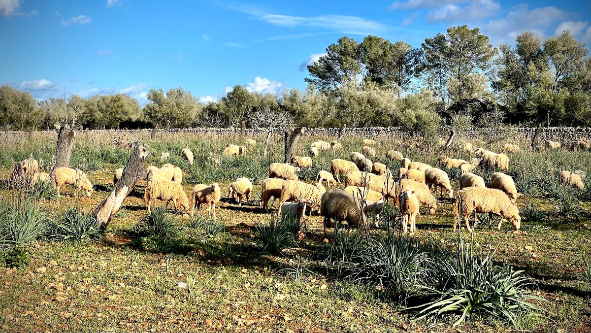 Menjar me ecològic de Mallorca vol dir menjar bé i també ajudar a conservar coses precioses. El paisatge, la biodiversitat i la llengua dels pagesos mallorquins: El català.