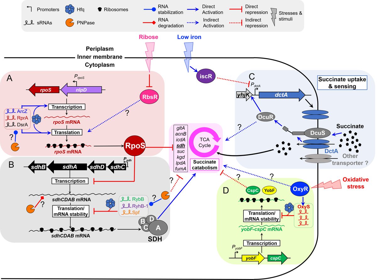 Nico Wenner tweet media