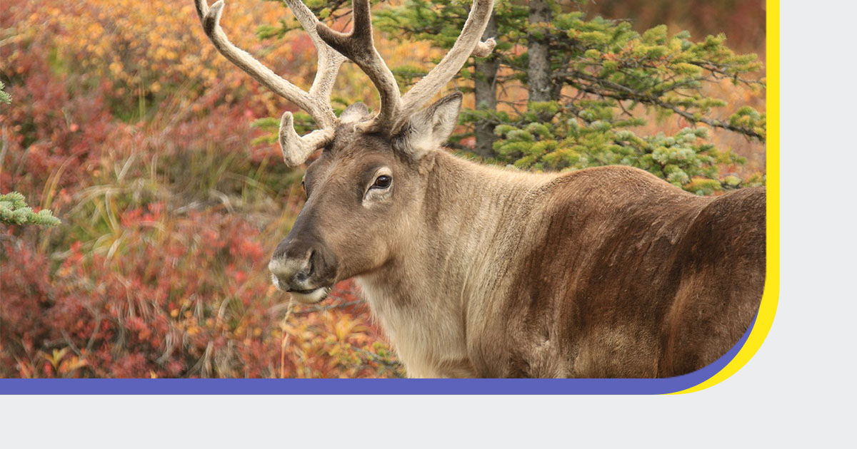 .@ParksCanada is hiring a caribou health technologist in Jasper National Park, #AB. Get more info on this unique opportunity and be a part of an extraordinary initiative aimed at recovering one of Canada’s most iconic species. Apply by April 11, 2024: ow.ly/NILi50R0ZI6