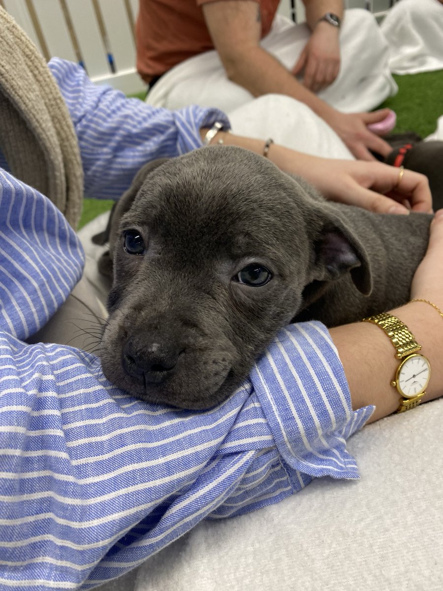 Last week we enjoyed a paw-some visit from @pawsinwork for a puppy therapy wellbeing session!🐶 Our team embraced the opportunity to de-stress and recharge, thanks to the love and happiness our therapy dogs shared with us. #PawsAtWork #PuppyTherapy #Wellbeing #Puppies