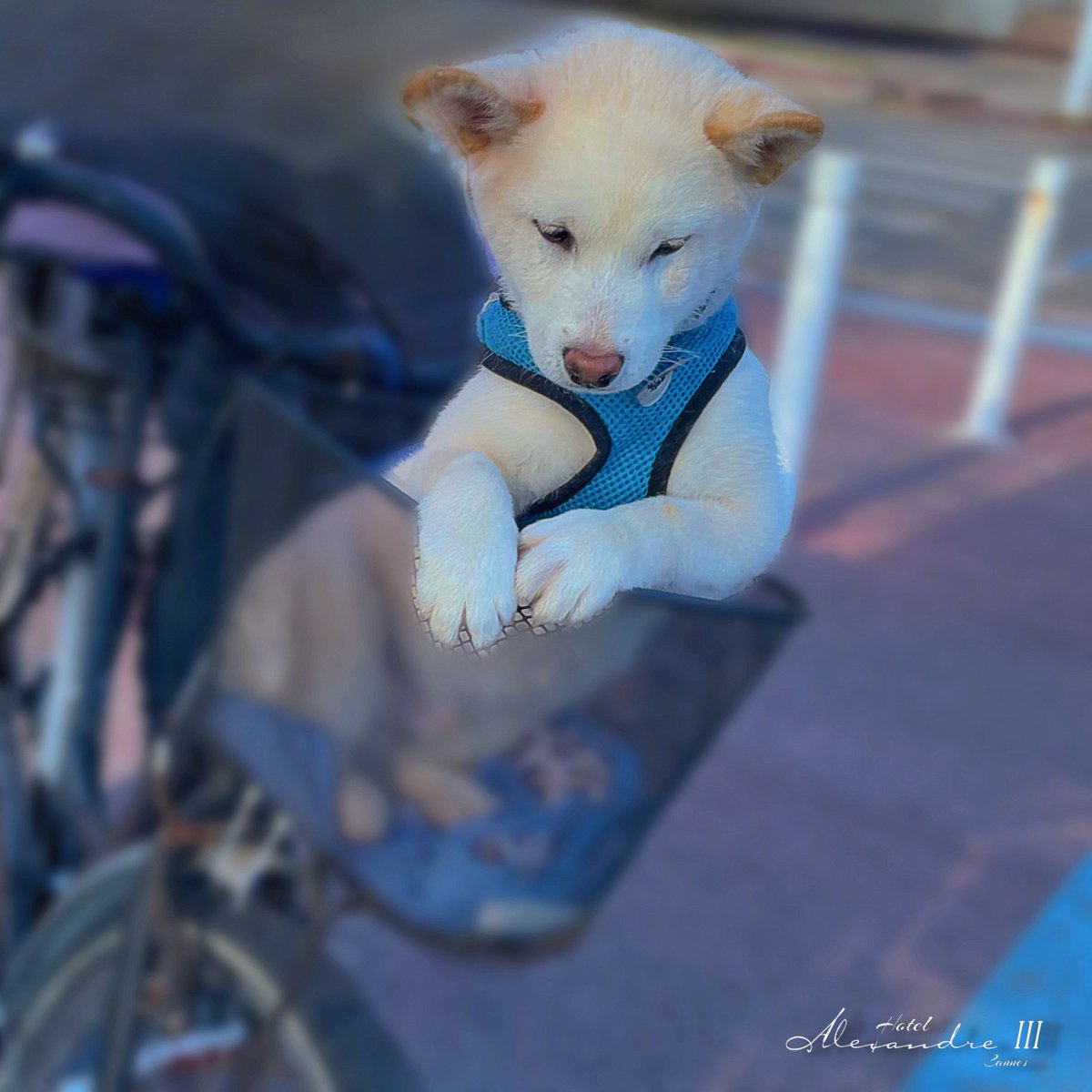 Promenade. 

#promenade #velo #chien #puppy #puppiesinbikes #puppiesinbaskets #petitepromenade #cotedazurfrance #cannes #cannes2024 #cannessoleil #onatousbesoindusud #visitcannes #yachtingfestivalcannes #festivaldecannes #puppiesofinstagram