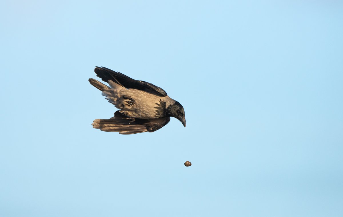 Wondering what this clever Hoodie Crow is up to? Take a look at my latest blog to find out. orkney.com/news/wild-orkn…