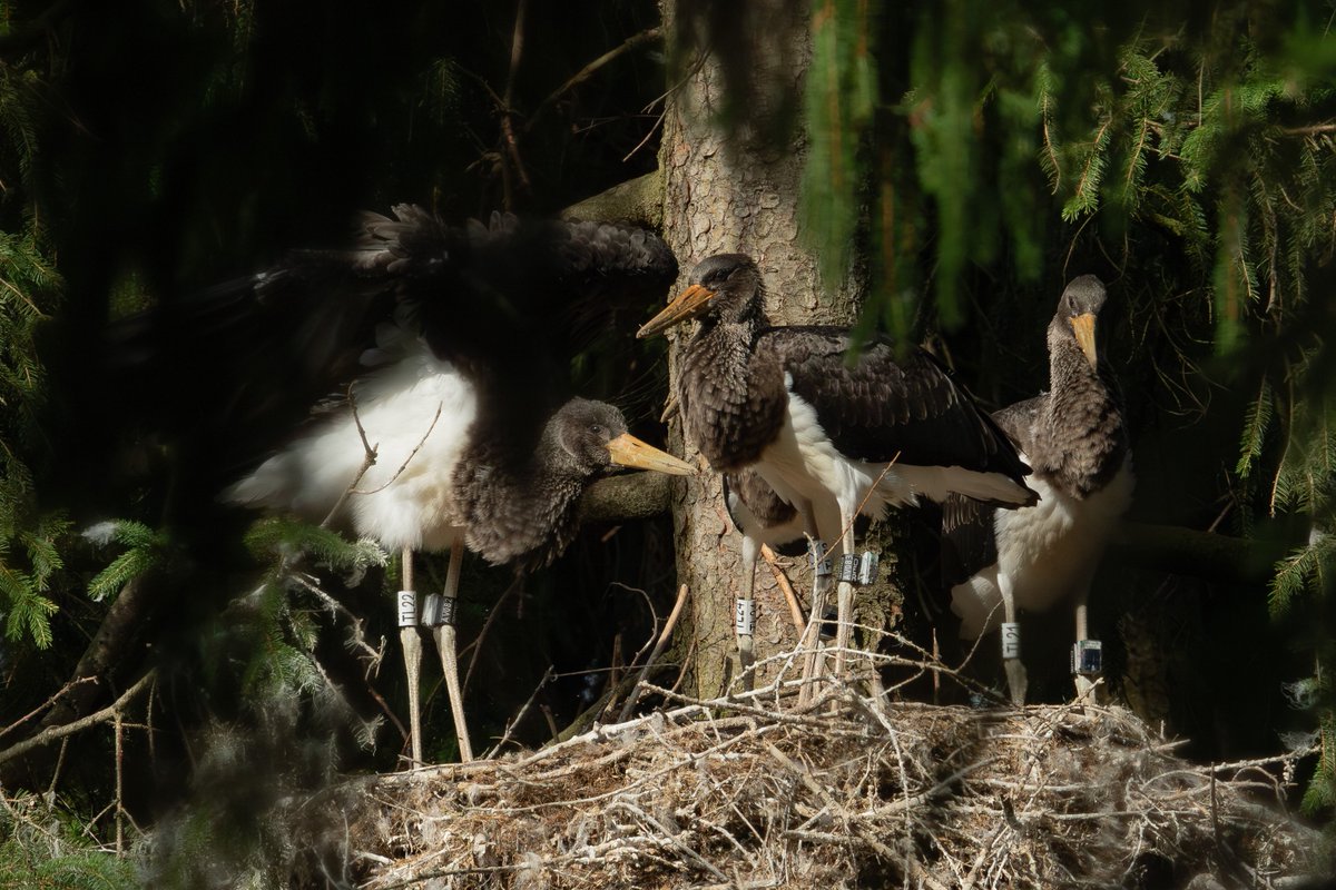 Happy to share our new paper on the ontogeny of migration in Journal of #Ornithology @DOrnitholGes This time amazing black storks. Great work by Bsc student Felix Fisel, and Georg Heine, Carsten Rohde, @martinwikelski @MPI_animalbehav photo: C Rohde link.springer.com/article/10.100…