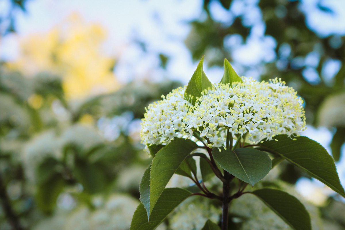 Viburnums provide a flush of lovely white blooms in spring with a light touch of lemon yellow for added interest. Their presence in the garden gives the landscape a fresh, spring-y look and feel. 😀🌱

#RPtransforms #gardening #landscaping #springflowers #signsofspring