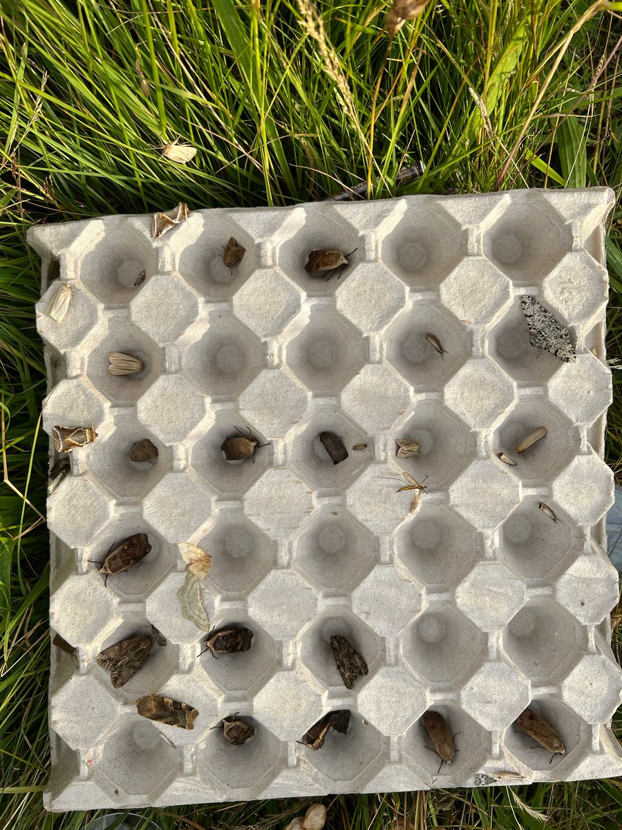 We're looking for new moth recorders to join us this year! 🦋We're offering an intro into moth recording &amp; ID, a workshop to build your own moth trap &amp; support throughout the moth trapping season. For more info on how to volunteer, please email lucy.baldwin@neyedc.co.uk