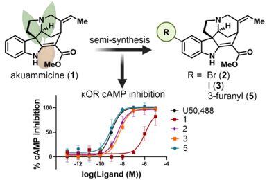 Check out our group's latest pre-print describing the SAR of the natural product akuammicine! chemrxiv.org/engage/chemrxi…