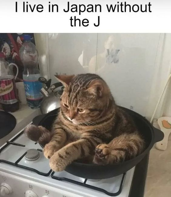 DontShowYourCat's tweet photo. https://t.co/RcyPtVVOPe
