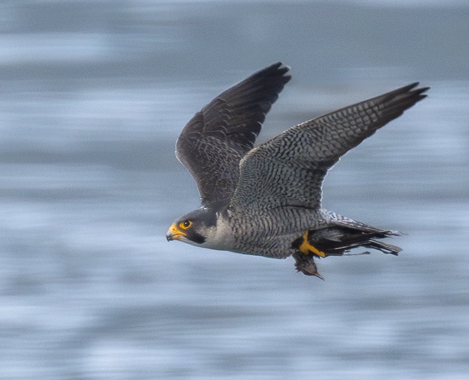 ブサイーツ😊 #ハヤブサ #falcon #野鳥 #野鳥撮影 #birdwatching #birdphotography #猛禽類 #nikon #z9 #z863