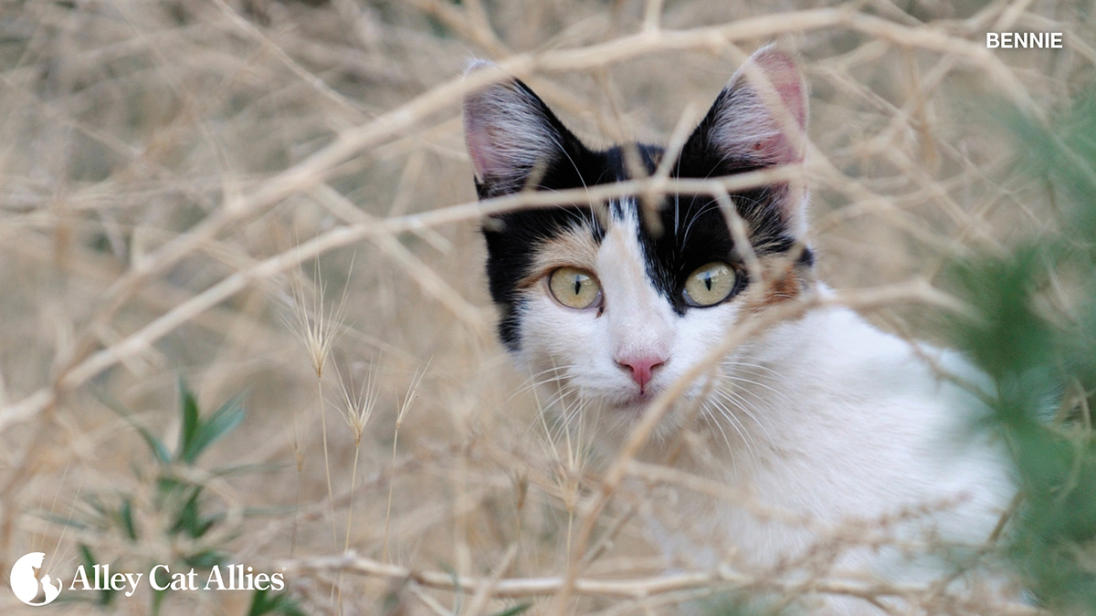Alley Cat Allies tweet media