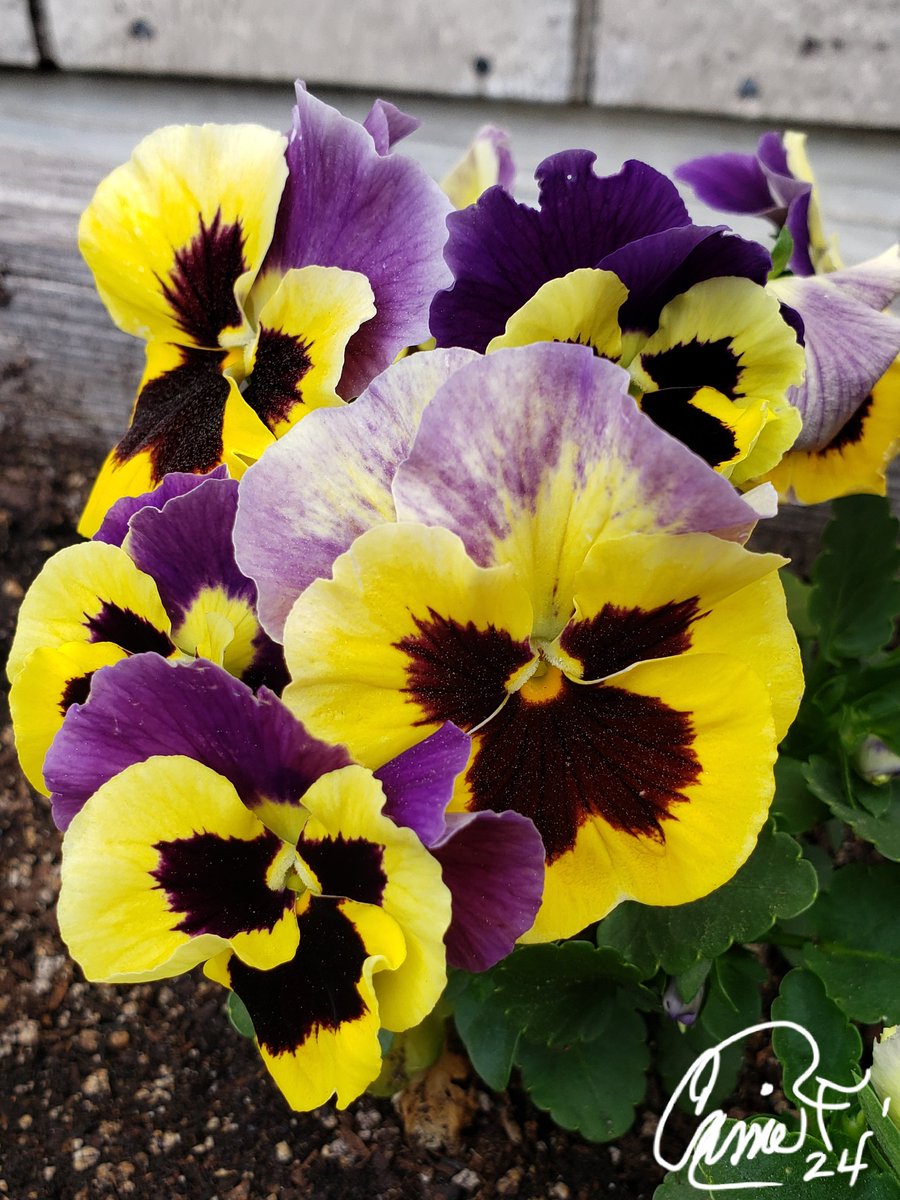 #BackyardBeauties Morning walk thru yard  Had to stop & huff the bearded iris. Azaleas, pansies, tulips. #PetalPusher #Gardens #Spring #FlowerBeds #DailyBlooms  #CassieJFoxPhotos 📷 #CazFoxMedia #Yards #SumterNationalForest #WhitmreSC