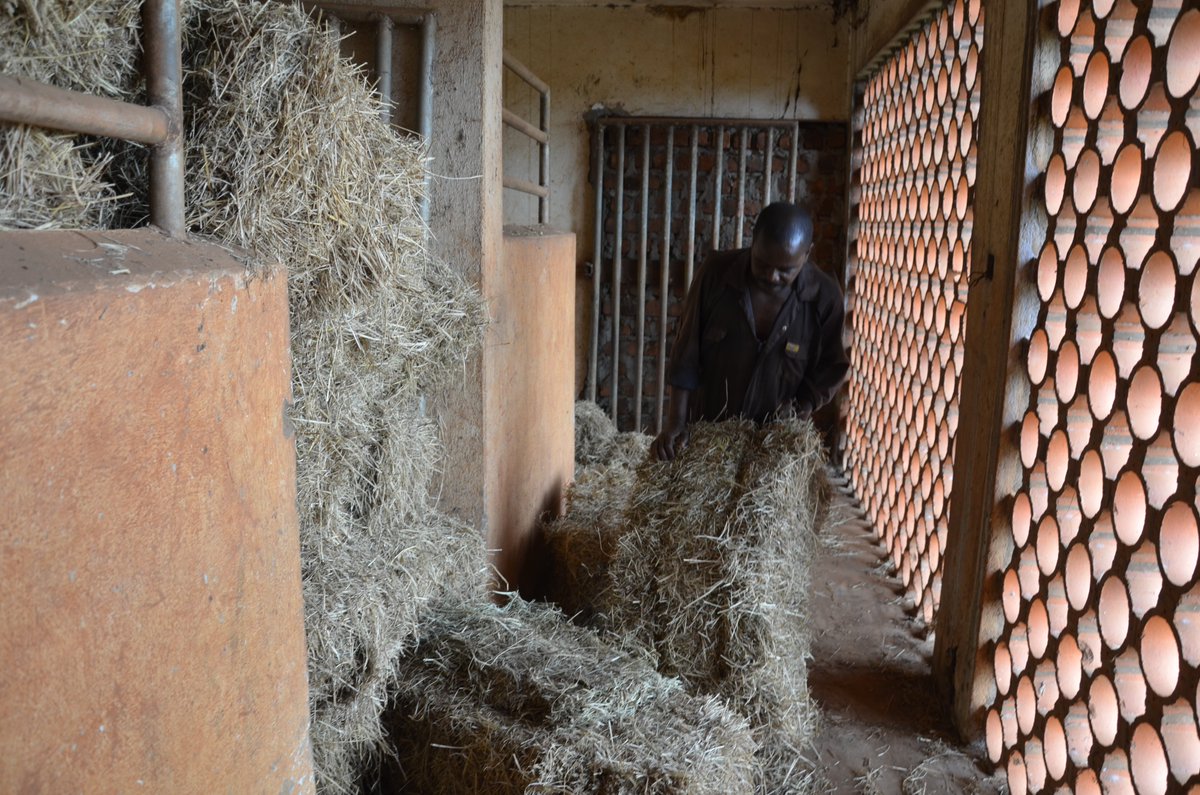 @NAGRC_DB established animal feed storage infrastructure on government farms and ranches including Sanga, Nshaara, Ruhengere, Rubona, Aswa, Got Apwoyo, Maruzi, Lusenke and Kasolwe. #LivestockUG #JAPAR2023