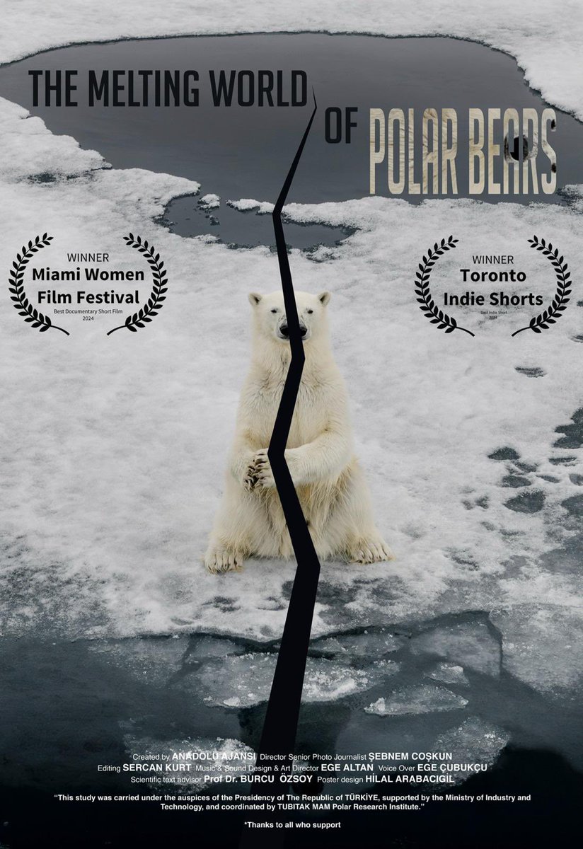 Anadolu Ajansı documentary The Melting World of Polar Bears, won Best Independent Short Film at the Toronto Independent Short Film Competition. Congratulations 👏🏻 @SCmahrec
