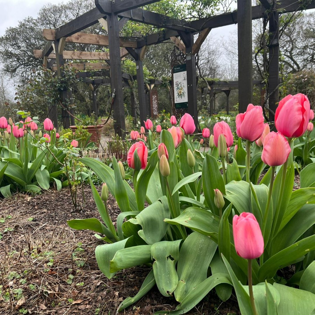 Tulips are some of our favs and these pink beauties are certainly brightening up our day. Spotted in the ornamental garden. 👀