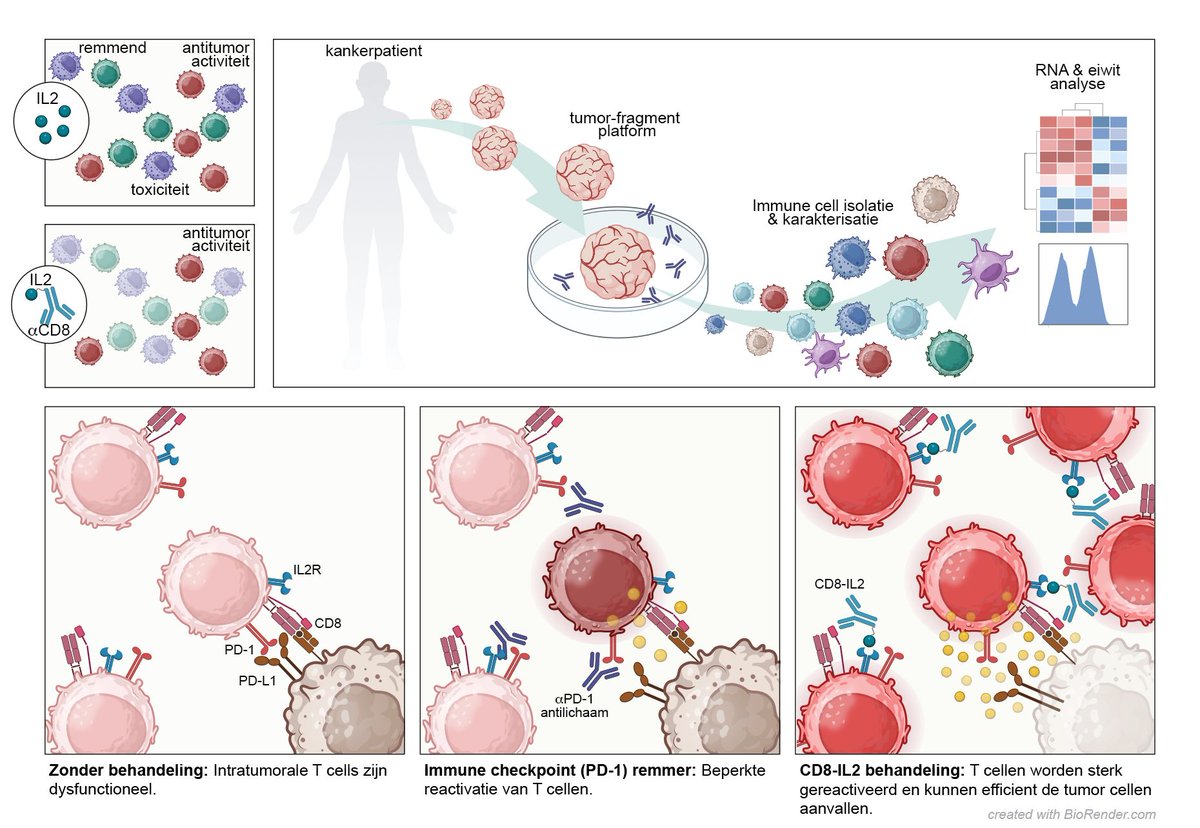 How to treat cancer that is resistant to immune checkpoint blockade therapy? That is what @Thommen_ds focus on in a new study on immunotherapy. ➡️ bit.ly/4cHSzqC