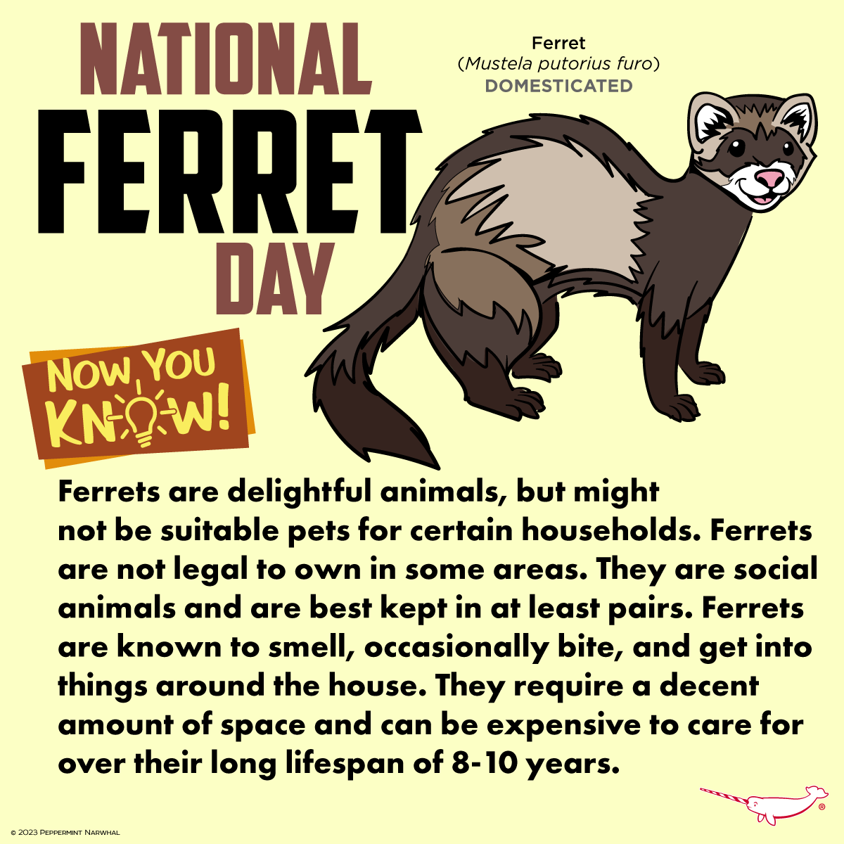 #NationalFerretDay #NowYouKnow #Ferret Shop #PeppermintNarwhal peppermintnarwhal.com #FerretDay