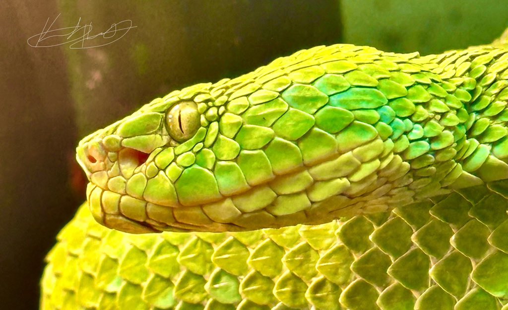 Rowely’s Palm Pitviper - Bothriechis rowleyi