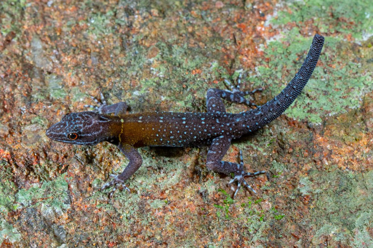 New Gecko Species Named After Vincent Van Gogh 🌌