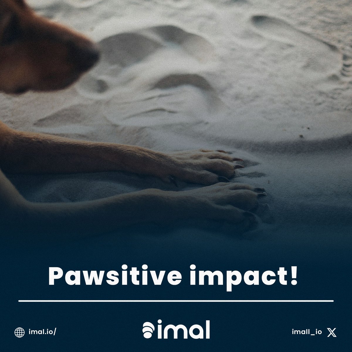 Need a new leash for your pet? Shop IMAL, make difference. #imal #makedifference #rescueanimals #shopwithacause