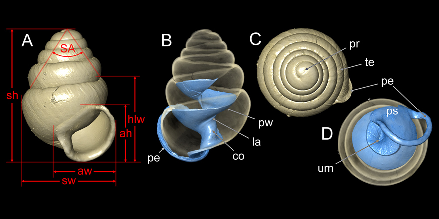 [#malacology] 3D X-ray microscopy (Micro-CT) & SEM reveal Zospeum troglobalcanicum Absolon, 1916 & allied species from the Western Balkans (Ellobioidea: Carychiidae) ✒️ Adrienne Jochum at al. (@pmichalik76 & @schilthuizen) 🔗 DOI: doi.org/10.5852/ejt.20… #malacologist