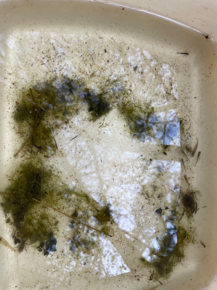 LuxiesAviators's tweet image. Enjoying the Pond Party and “dipping” into the pond to find organisms. #Leveling Up @Yates_Mill @ReneAlfordAP