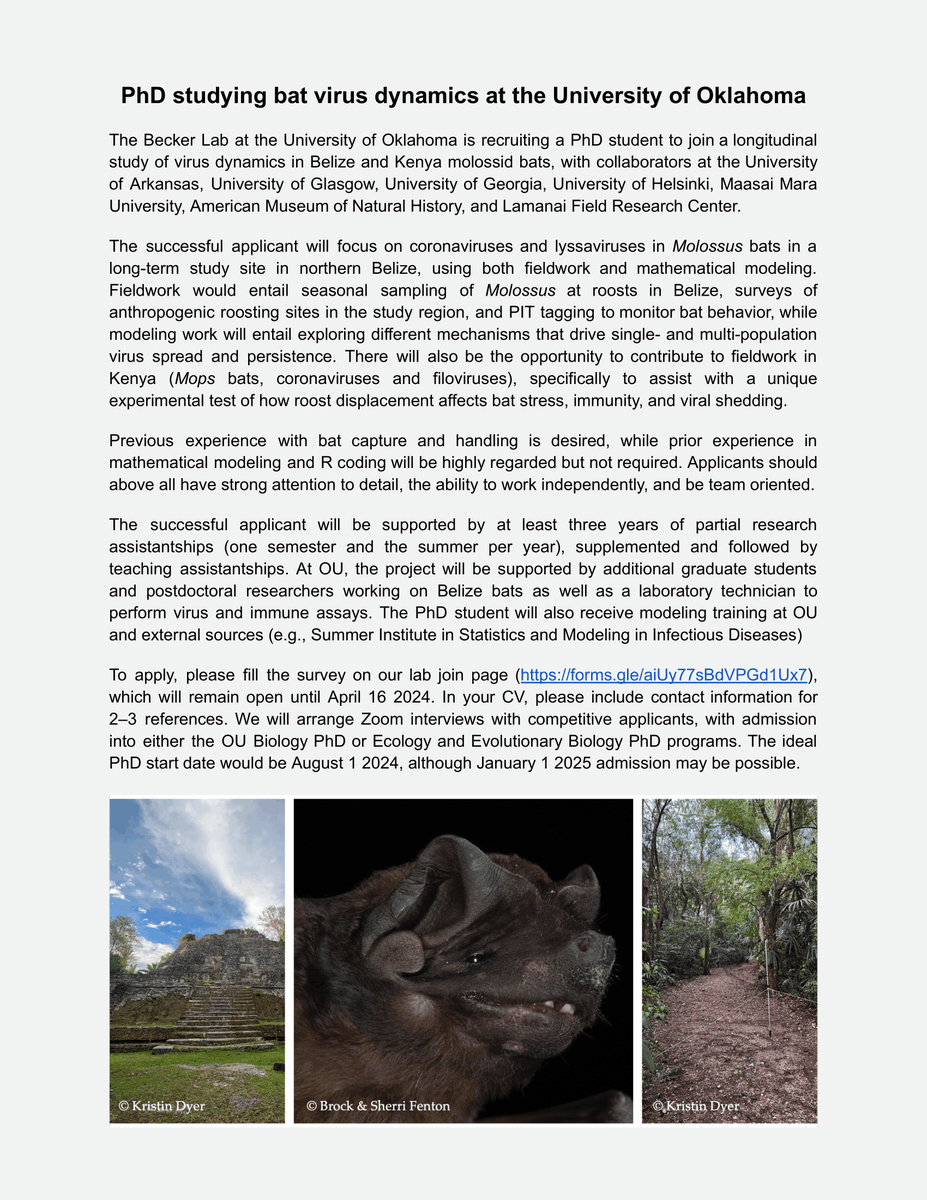 i'm recruiting for a new PhD student at @UofOklahoma to conduct field and theoretical studies of bat virus dynamics, focused on molossids in Belize! see below and our lab website for more information and how to apply: beckerlab.weebly.com/join.html