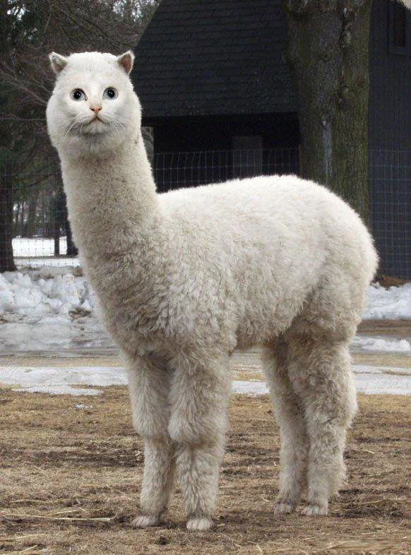 alpacat tweet media