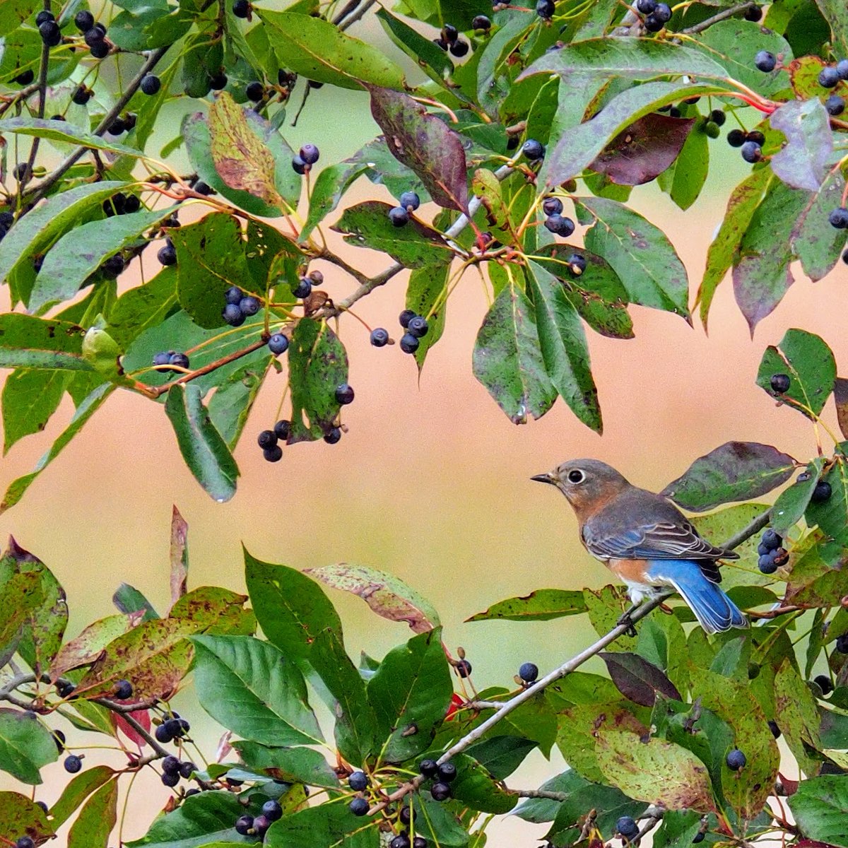 Binoculars to Binomials is a class about birding and data visualization. We use eBird and code in JavaScript and spend a lot of time with spreadsheets. But it was never meant to be a technical thing. At its heart, the course is about noticing, and cultivating care. 1/8