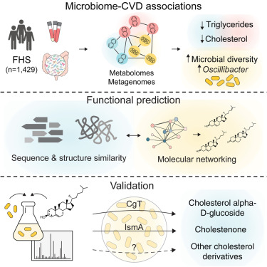 Discovery of gut microbiome constituents that lower cholesterol levels that may be used to reduce risk for heart disease cell.com/cell/abstract/… @li_chenhao @TheXavierLab @broadinstitute @CellCellPress