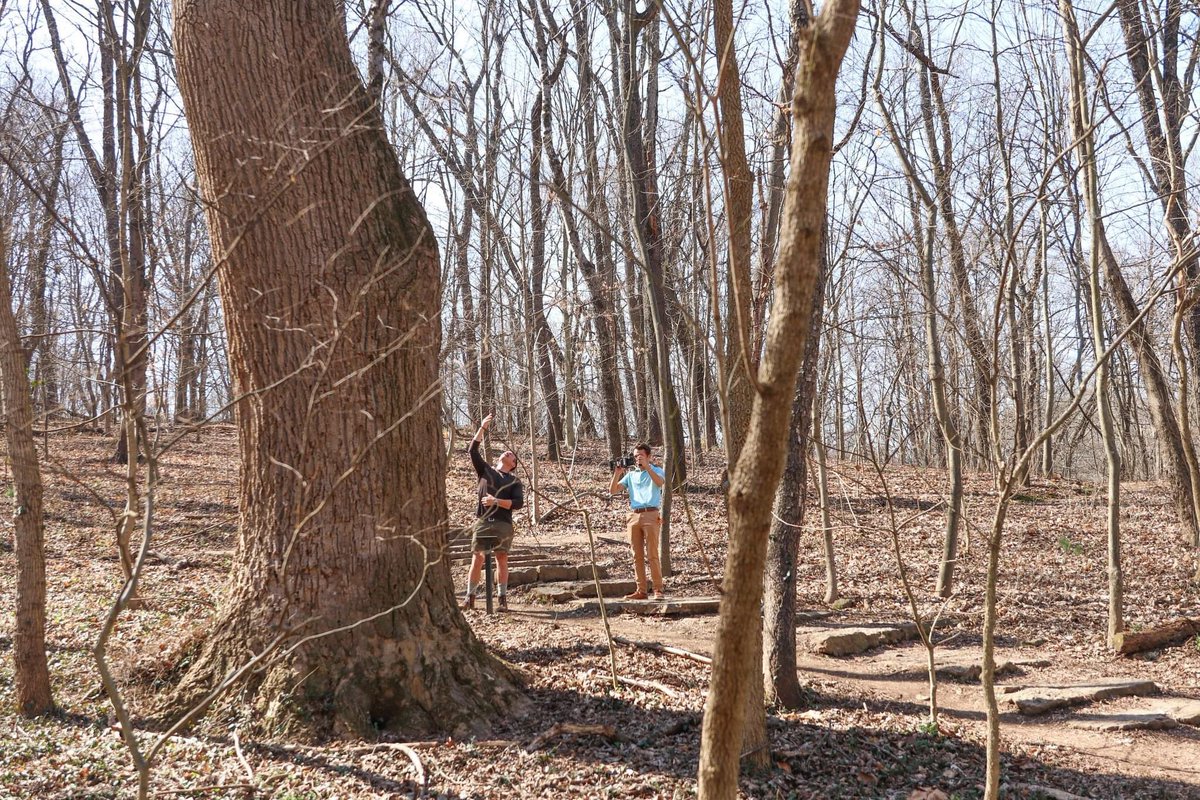 Can you guess why this tree is so much bigger than surrounding trees in Cherokee Park?