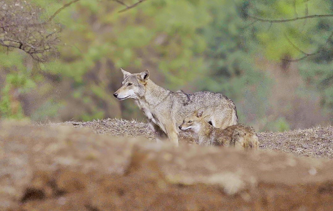 It’s out! Interested in interspecific interactions among carnivores? Together with @tgtrustindia & @resqct we describe a series of observations in which wolves and jackals share a carcass simultaneously, and a female wolf associates with a family of jackals for more than one year