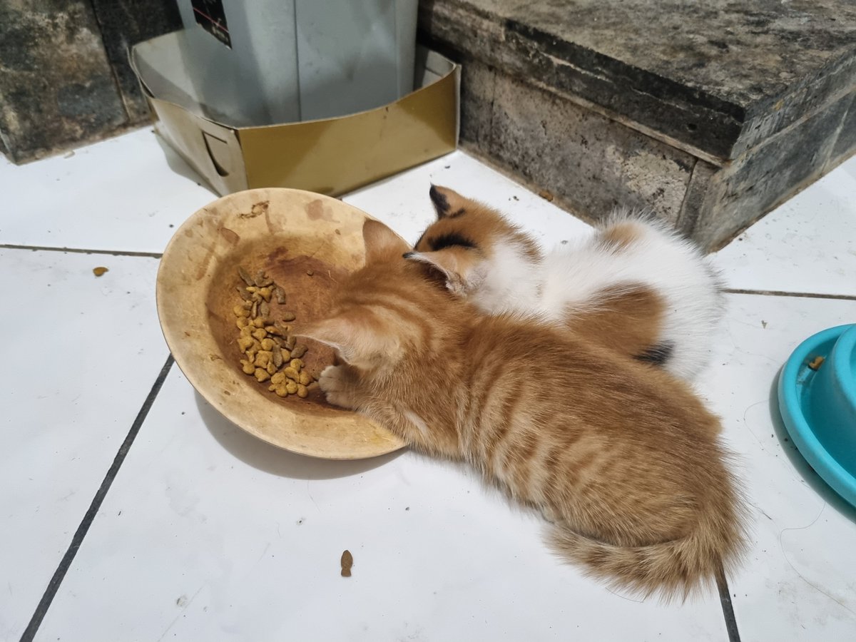 citaminci's tweet photo. my kitties fell asleep while eating??? https://t.co/9srLOZdpw8