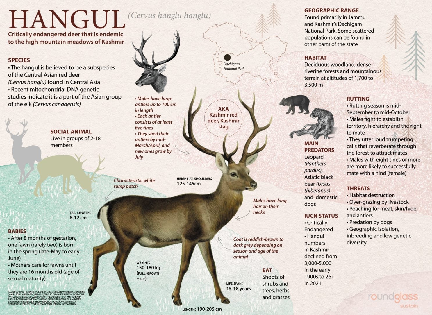 Hangul (Kashmir Stag) | Dachigam National Park | Species in News | UPSC