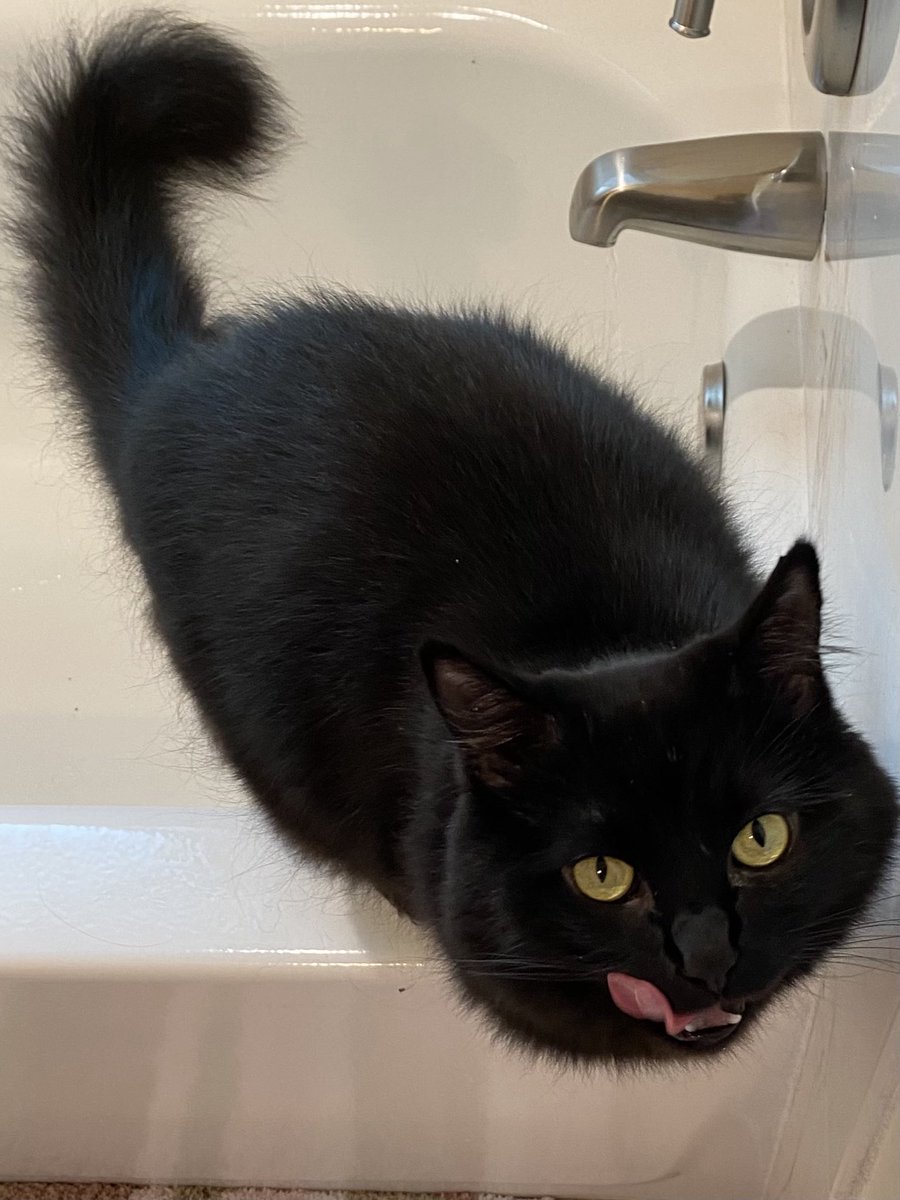 🖤Sabrina is demonstrating two 
     different 👅 positions on this 
     #TongueOutTuesday She just
     finished her 🛁 time drink of
     💦.🖤 ❤️😘🤗 to all!

#CatsOfTwitter #CatsOfX #BlackCats #CatsAreFamily #AdoptDon’tShop #CatPeople #CatLovers #Cats