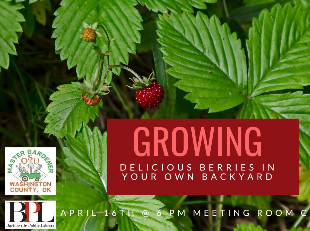 Join us tomorrow as Susan Henning gives tips on location and preparation, fertilization, and watering for growing delicious berries in your backyard.
#BPLibraryLIfe #mastergardeners #berries🍓 #yourbackyard #delicious