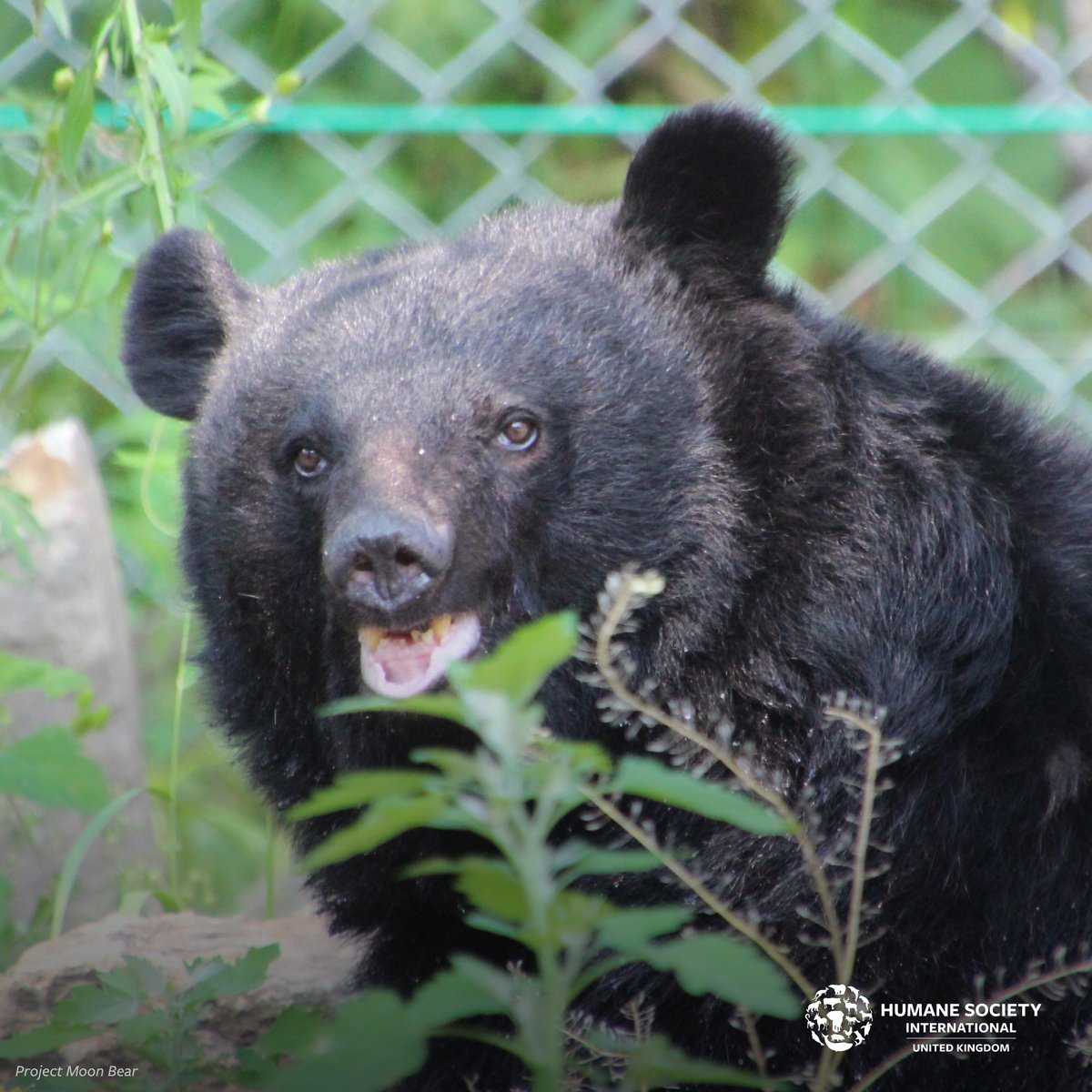 Since 2022 HSI/Korea has supported a bear protection group, Project Moon Bear. ⁣ This bear was rescued from a horrific bear bile farm where he was caged and subjected to painful bile extraction. ⁣Now he enjoys climbing trees, eating fresh fruit and exploring his mini sanctuary!