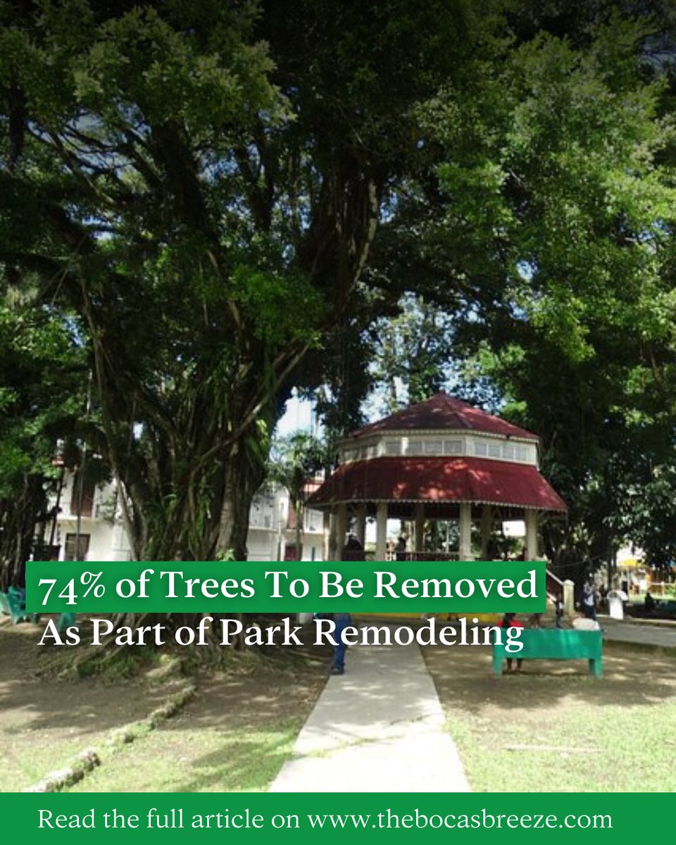 74% of the trees are scheduled for removal, as part of the remodeling of Parque Simon Bolivar. The tree removal started yesterday and continues this morning (video on our Instagram). For full context, read our most recent article: thebocasbreeze.com/community/74-o…
