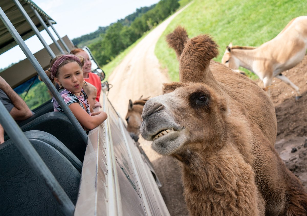 Have you booked your summer tour yet? May 1 kicks off: 🔸 Open Air Safaris 🔸 Wildside Safari 🔸 Zipline Safari 🔸 Horseback Safari 🔸 And so many others! These tours book quickly, head to thewilds.org/30-years-wilds.