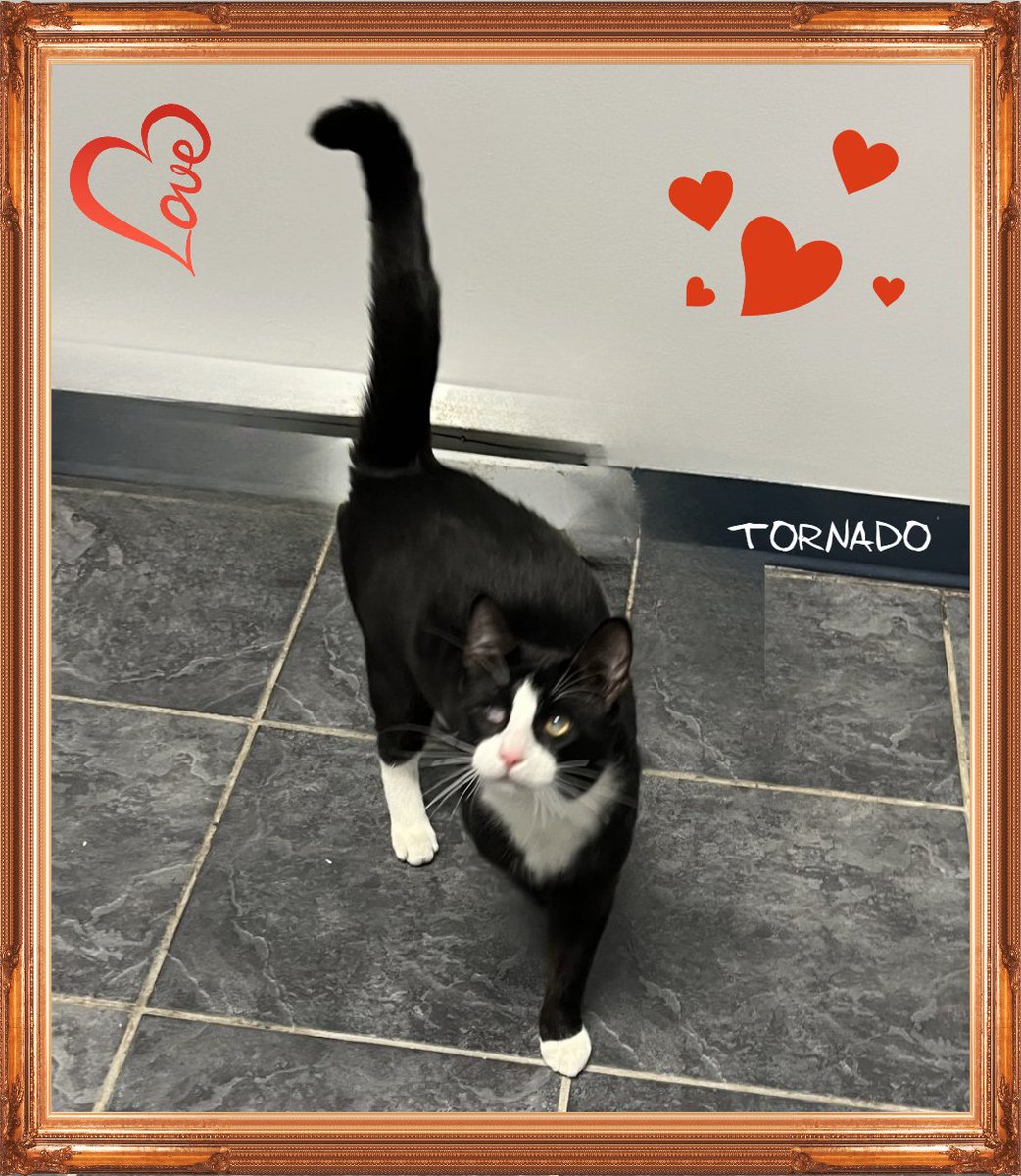 My name is Tornado! I am 1 years old and a little tornado! I am sweet and enjoy the company of my human friends. I am partially blind, but that doesn’t stop me from being able to get around! To learn more about me, contact orangeville@ontariospca.ca or (519)942-3140!